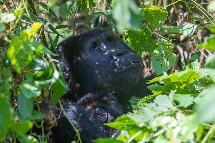 Uganda safari - Mountain gorillas in Bwindi Impenetrable Forest 