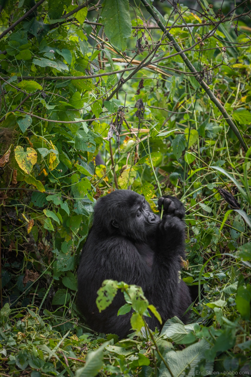 Uganda gorilla trekking - We had an hour with the Christmas family
