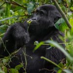 Uganda: Africa’s Extraordinary, Underrated Safari Destination