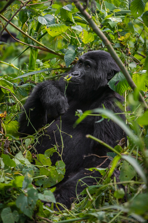 Uganda gorilla trekking - my favorite photo