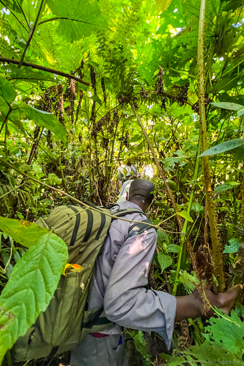Uganda gorilla trekking - Bushwhacking to reach the gorillas