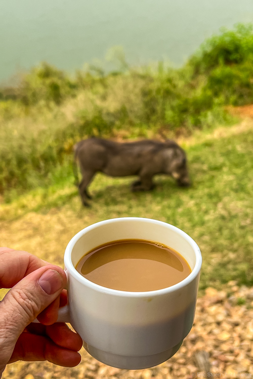 Uganda - Coffee with warthogs