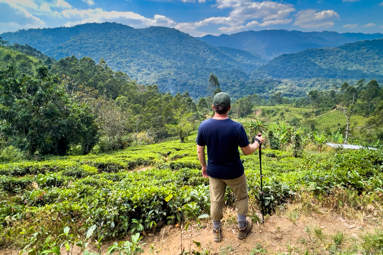 Uganda safari - Overlooking the tea planations. I tucked my pants into my socks to prevent fire ant bites.