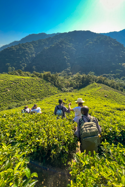 Gorilla trekking - Hiking down through tea plantations