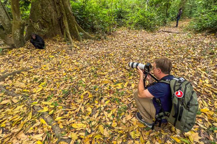 Uganda - Photographing chimps