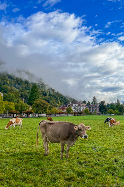 Hiking in Switzerland: Cows in the middle of Interlaken