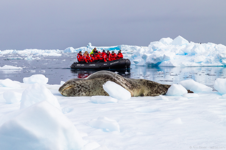 Adventures By Disney Antarctica - A Leopard Seal! 