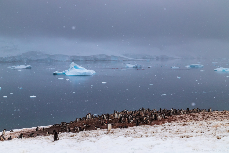 Disney Antarctica - So many penguins at all of our landings! 