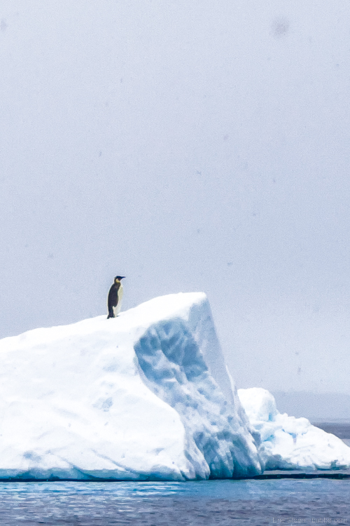 Disney Antarctica - Our Emperor Penguin