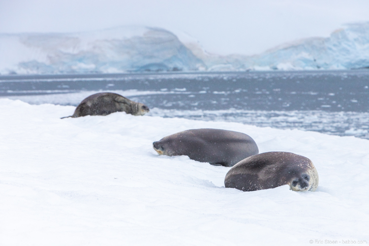 Adventures By Disney Antarctica - Weddell Seals 