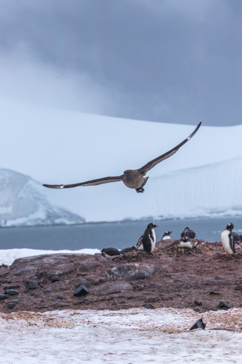 Adventures By Disney Antarctica - A skua looking for penguin eggs