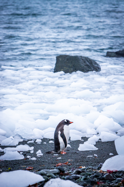 Adventures By Disney Antarctica - Gentoo and sea ice