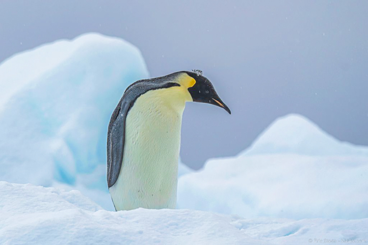Disney Antarctica - Our penguin (the ship photographers' photo)