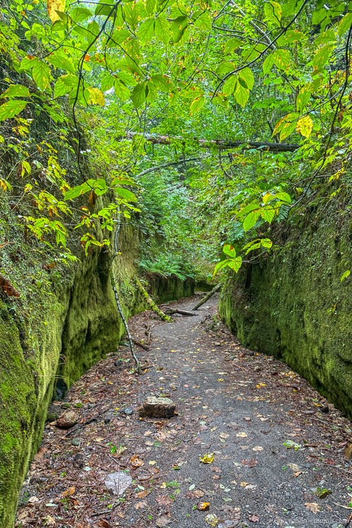 Hokkaido Japan: The Moss Corridor