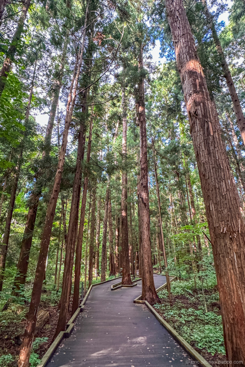 Hokkaido Japan: The wooden walkway in Maruyama Park