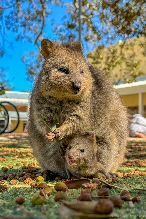 The Seven Continents: First quokka sighting on Rottnest Island