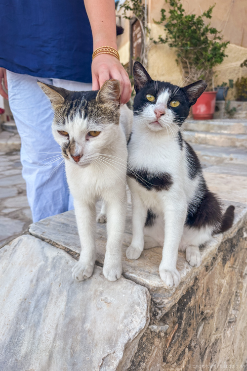 The cats of Syros Greece - Our friends
